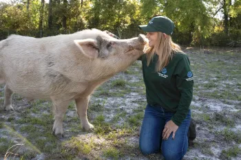 Pig with rescuer